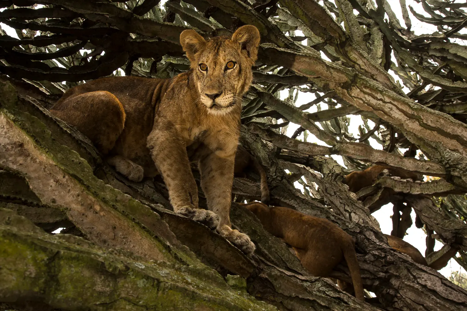 7-Day Uganda Primates & Wildlife Safari