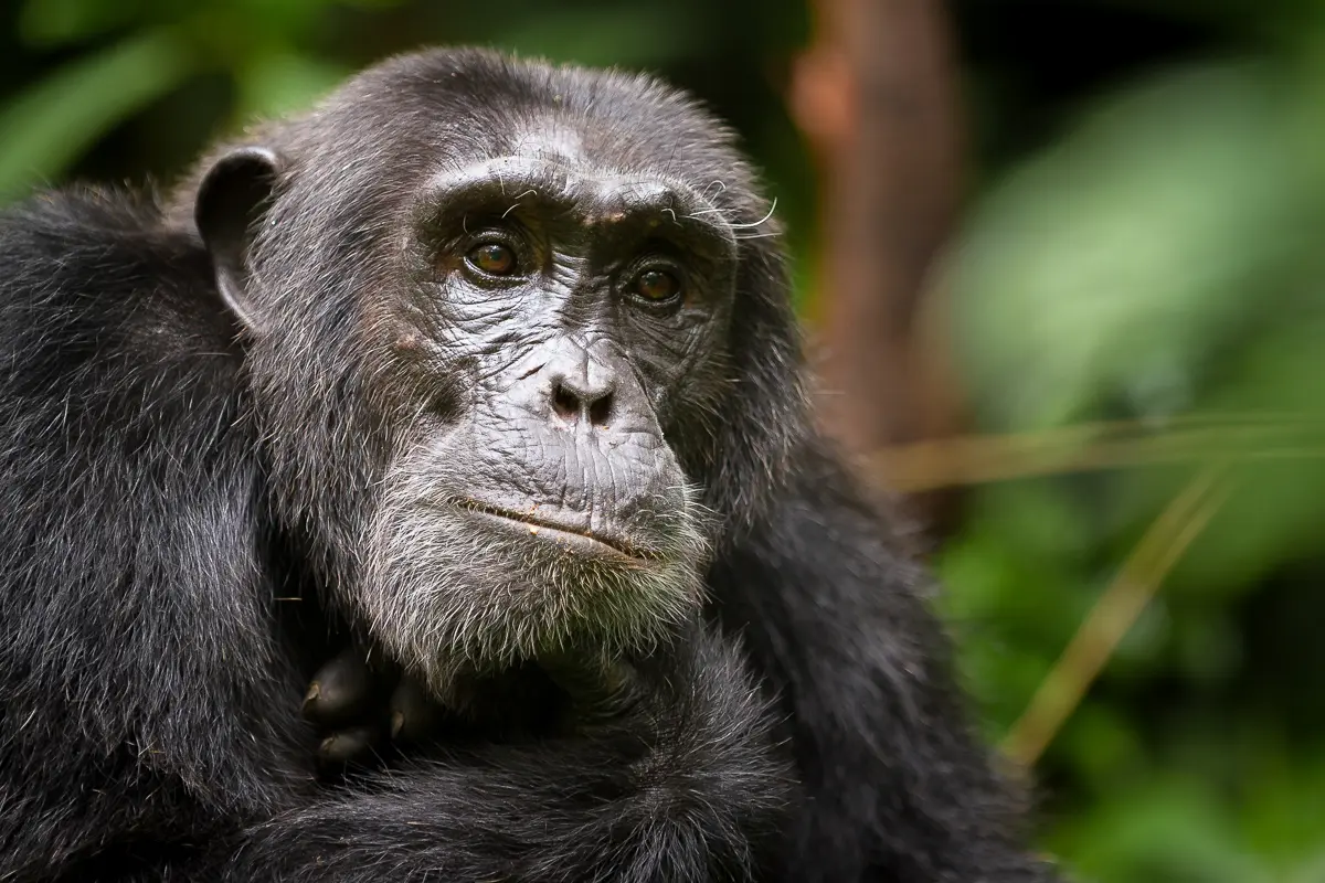 7-Day Uganda Primates & Wildlife Safari