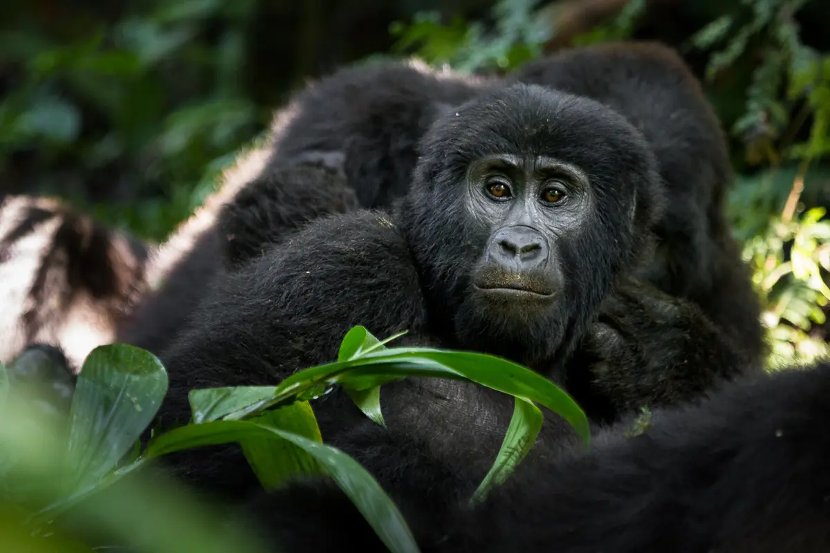 7-Day Uganda Primates & Wildlife Safari