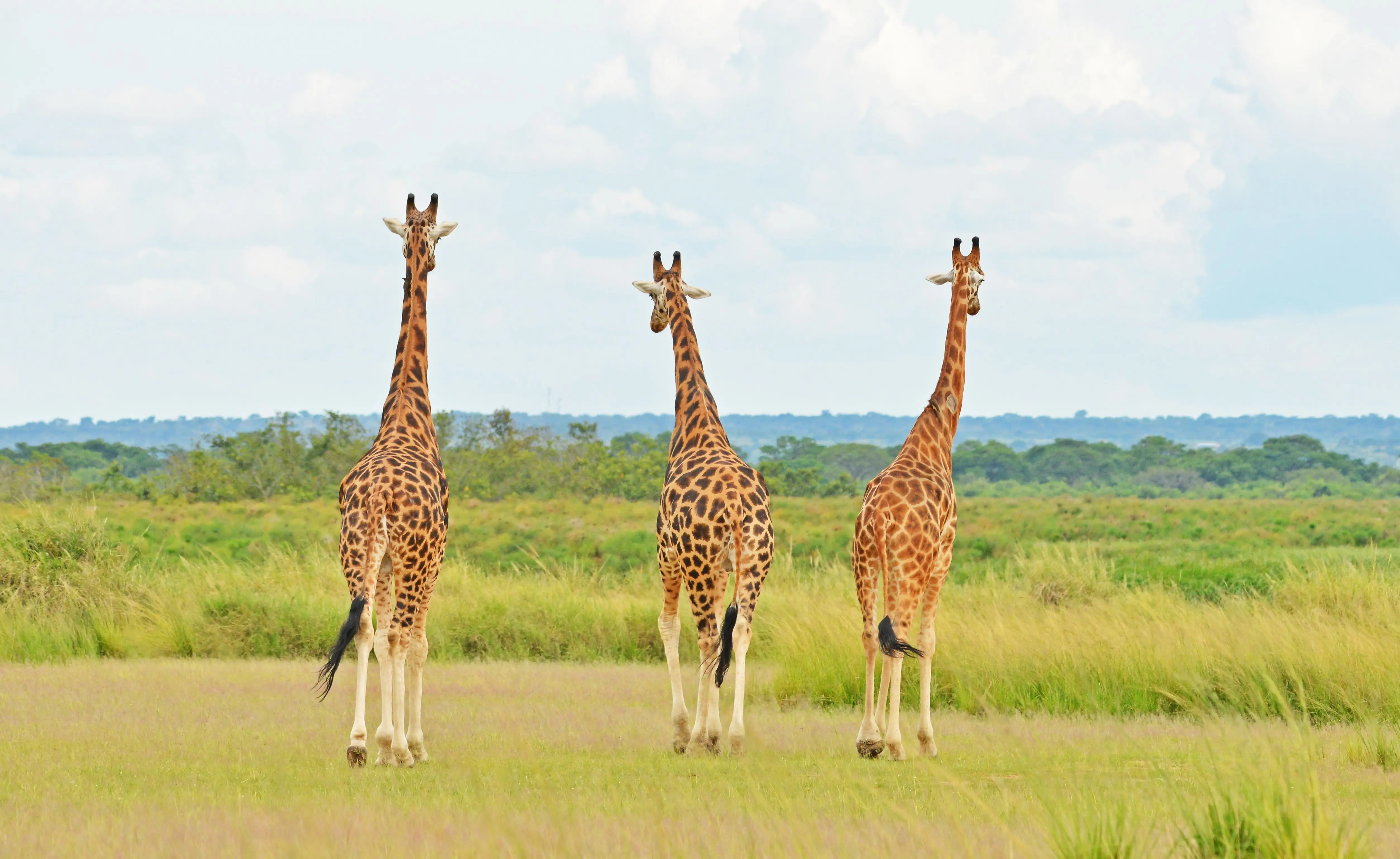 10-Day Uganda Gorillas, Chimps & Big Five Safari Uganda safari