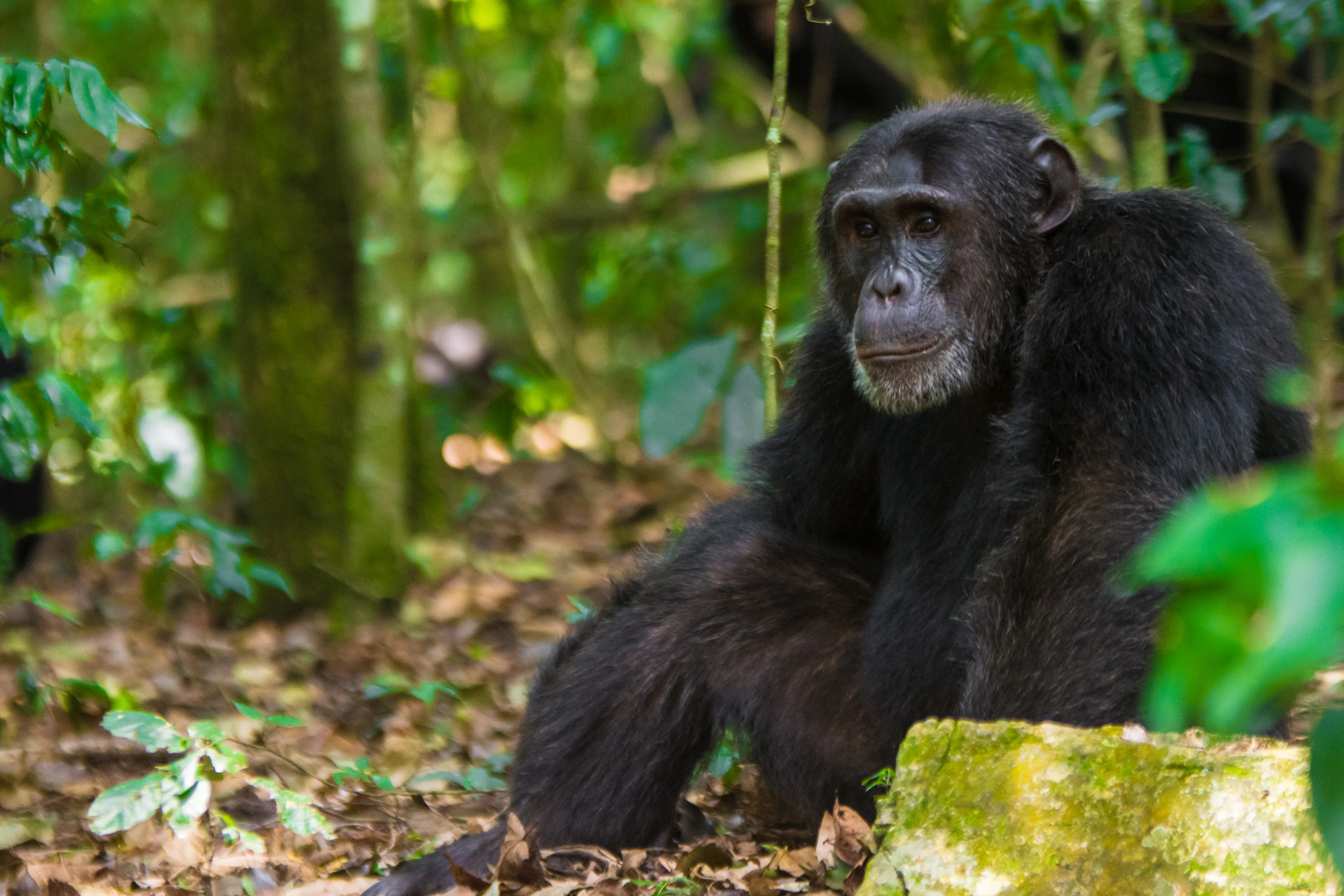 10-Day Uganda Gorillas, Chimps & Big Five Safari
