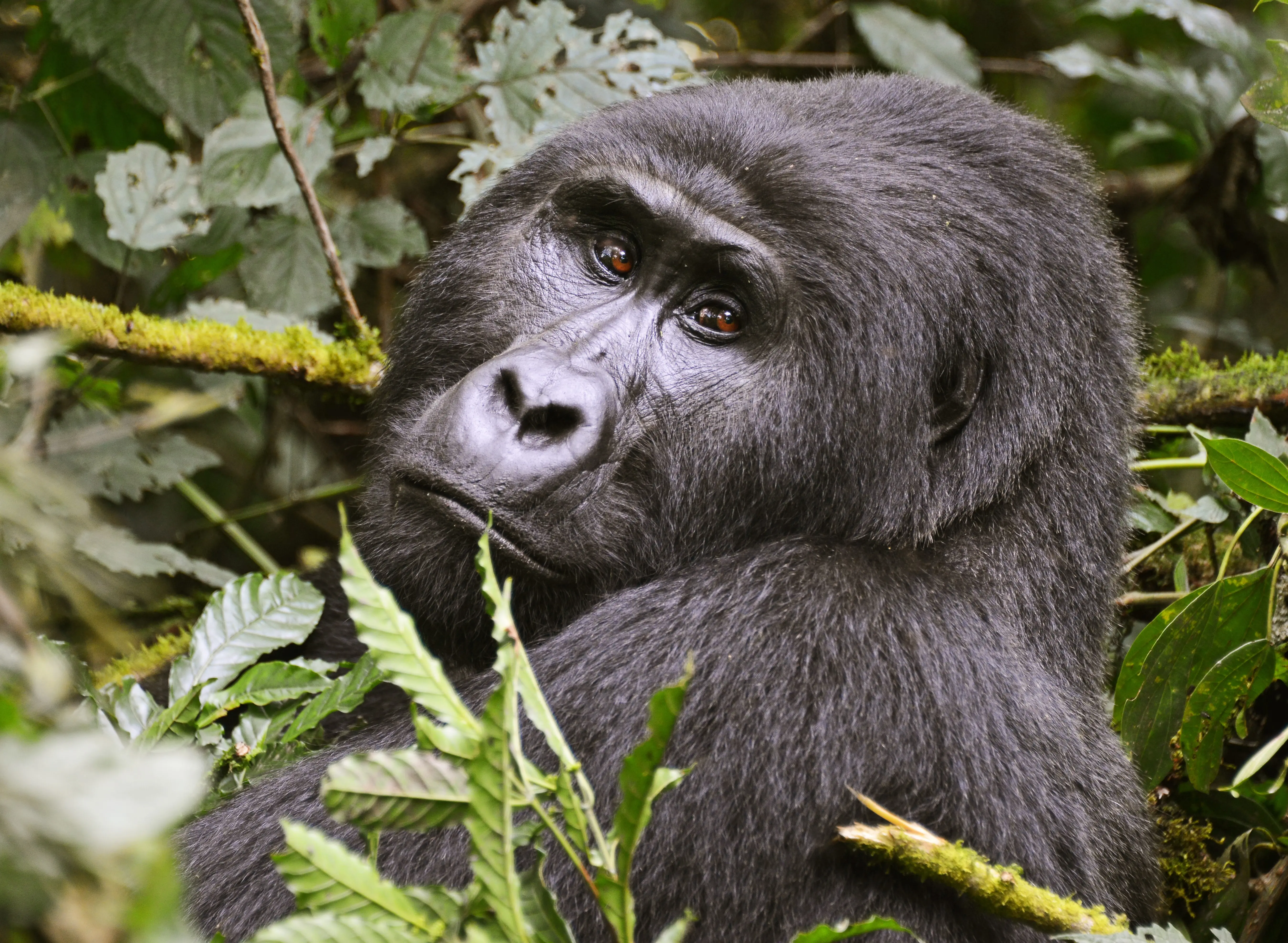 10-Day Uganda Gorillas, Chimps & Big Five Safari