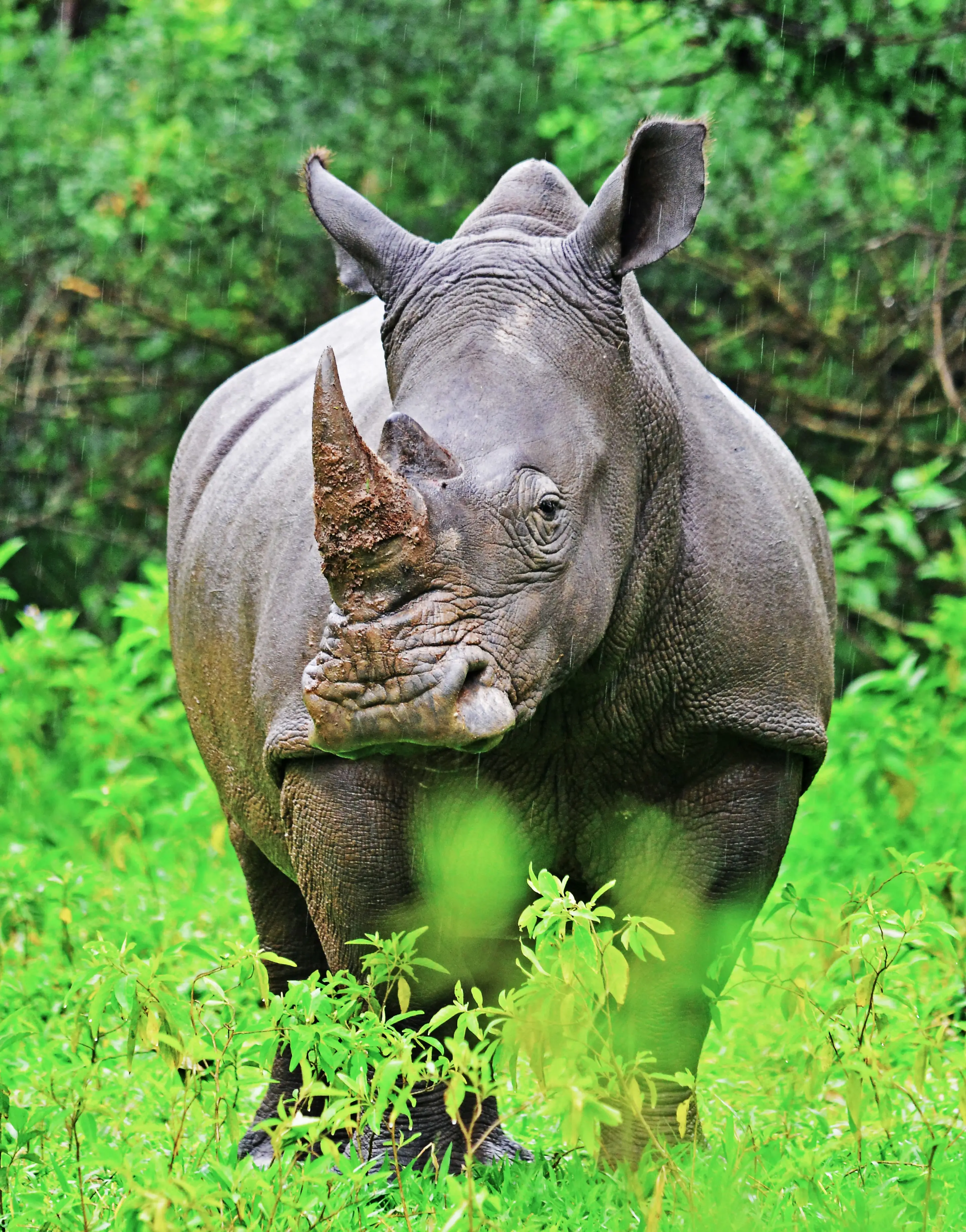 10-Day Uganda Gorillas, Chimps & Big Five Safari