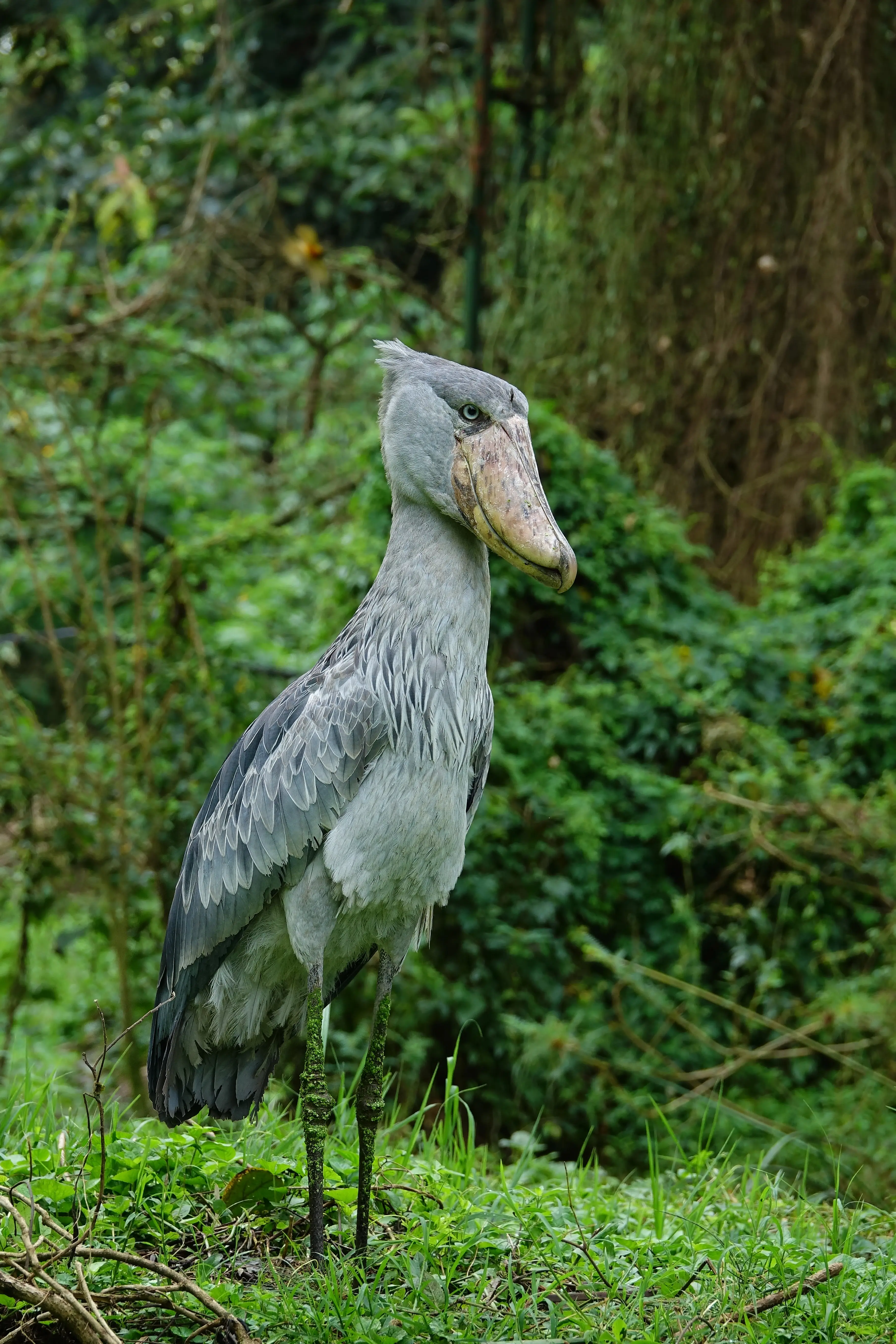 10-Day Uganda Gorillas, Chimps & Big Five Safari